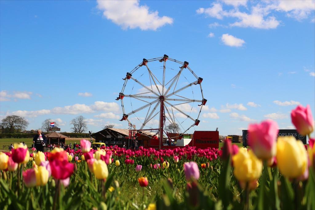 Tulip Festival Thursday 15th April